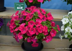 Yet another novelty in the petunia assortment, the petunia Capella Neon Pink
